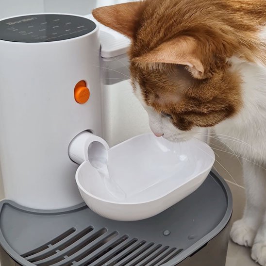 Fontaine a eau chat | Hydrapur